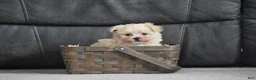 Maltipoo dogs for sale: Leo - Ad 4