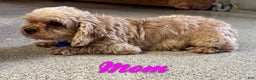 Cavapoo dogs for sale: Sarah - Ad 7