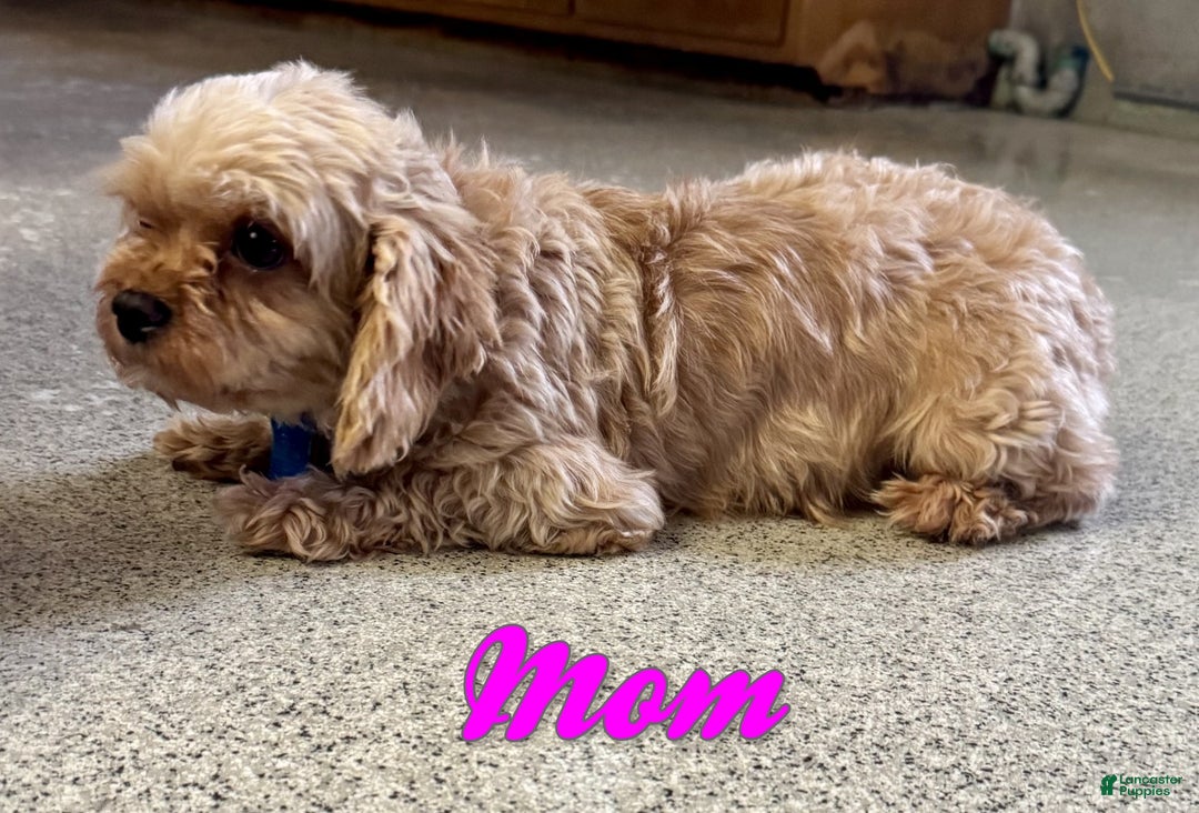 Cavapoo dogs for sale: Sarah - Ad 7