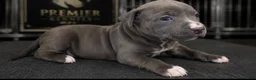American Bully dogs for sale: Lola - Ad 3