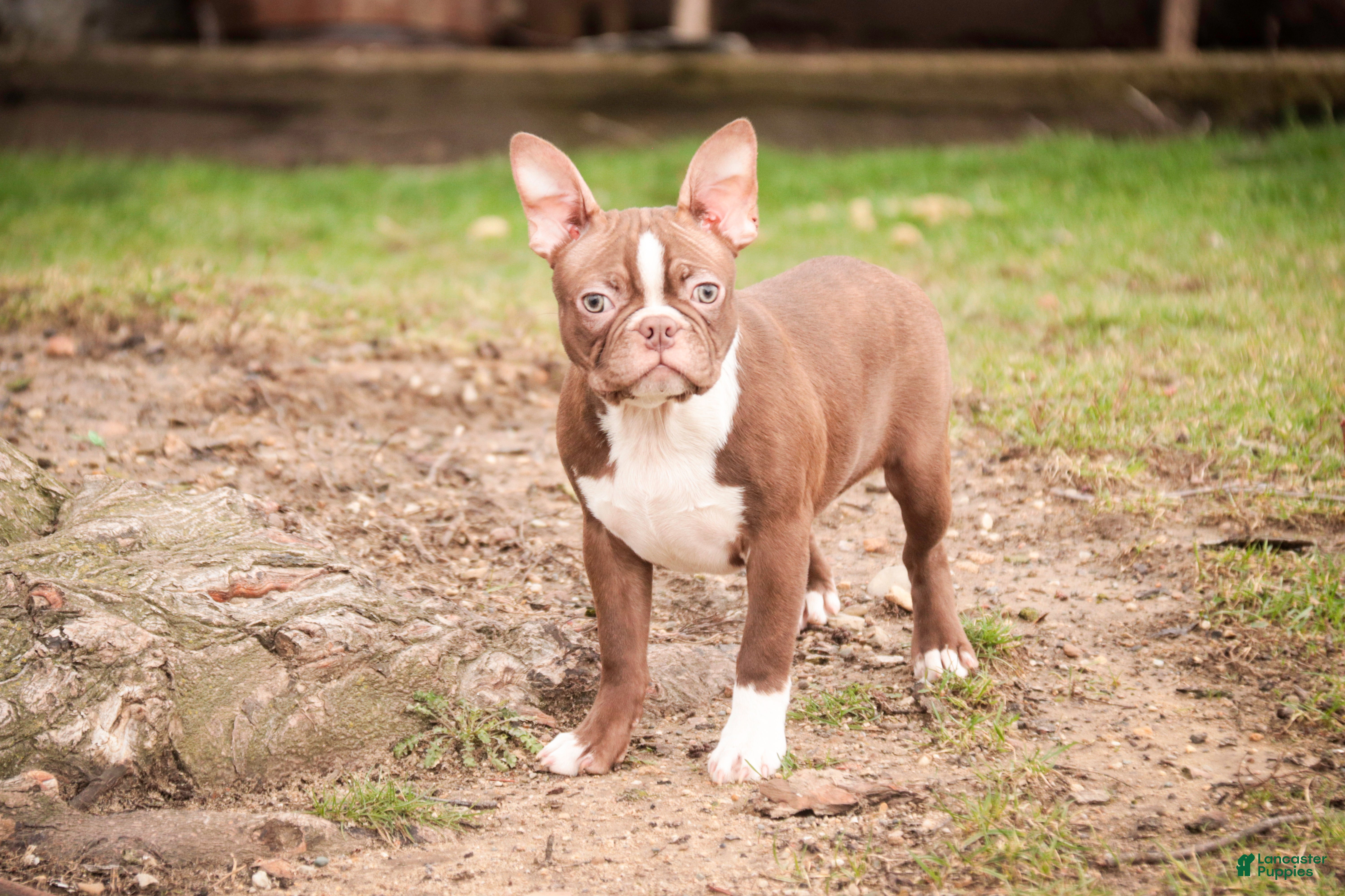 Boston Terrier dogs Karter - Ad 2
