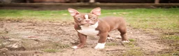 Boston Terrier dogs for sale: Boston Terrier litter of 1 puppies - Ad 2