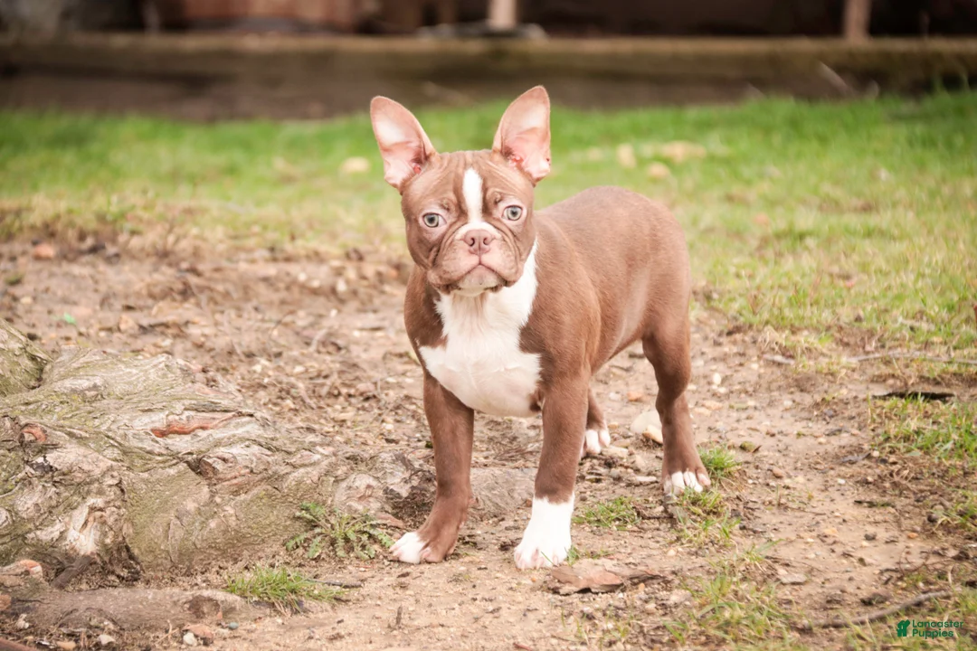 Boston Terrier dogs for sale: Boston Terrier litter of 1 puppies - Ad 2