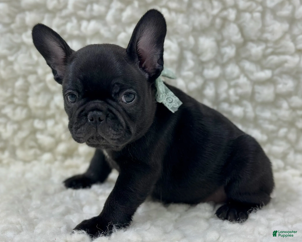 Mixed Breed dogs Panther - Ad 2