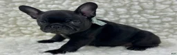 Mixed Breed dogs for sale: Panther - Ad 2