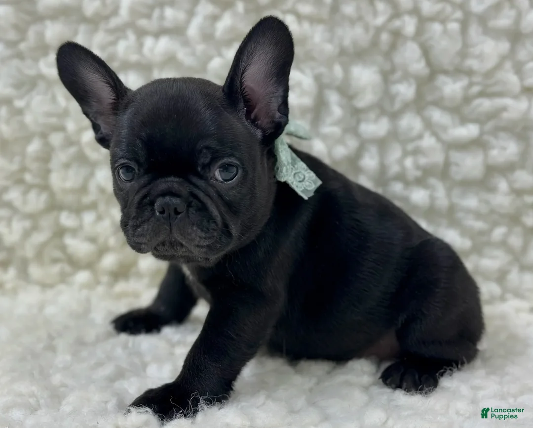 Mixed Breed dogs for sale: Panther - Ad 2