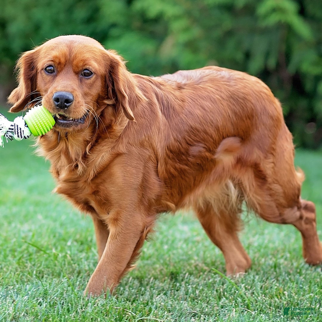 Miniature Golden Retriever dogs for sale: Dove  - Ad 5