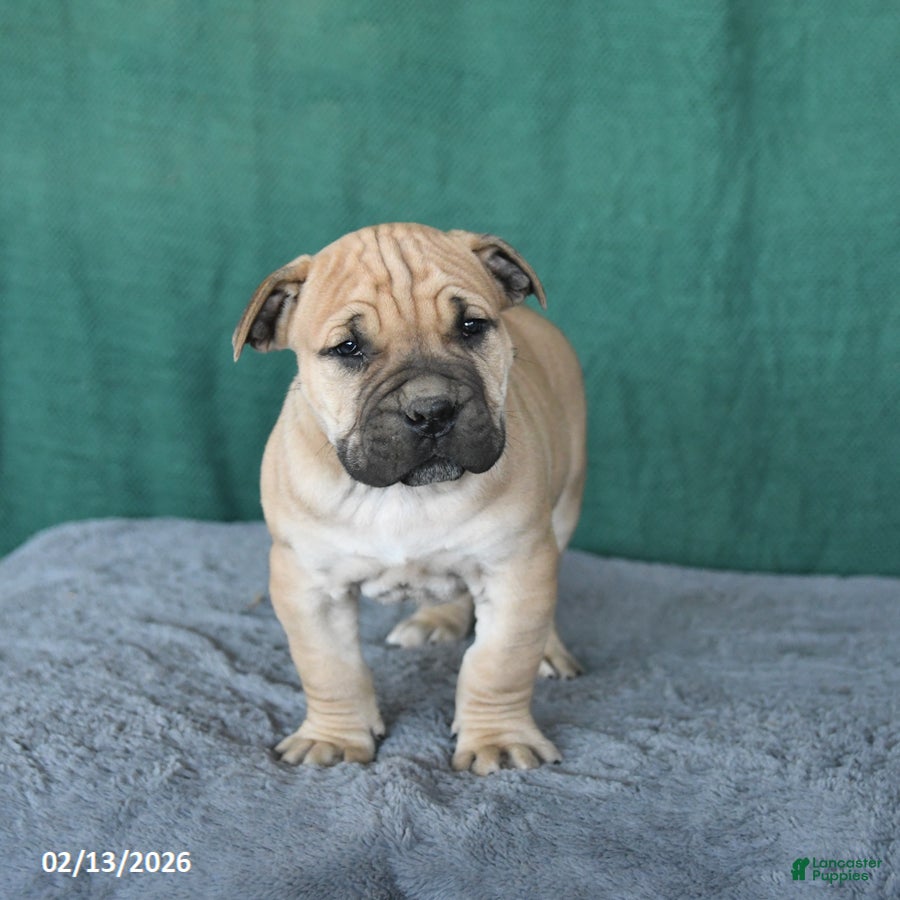 South African Boerboels dogs Alex - Ad 2