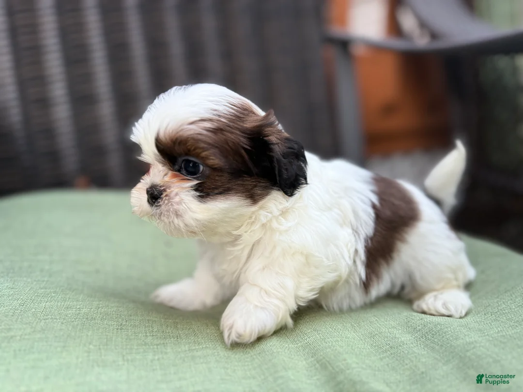 Shih Tzu dogs for sale: Shih Tzu 3 it’s a male not female - Ad 2
