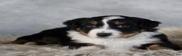 Australian Shepherd dogs for sale: Chase - Ad 4