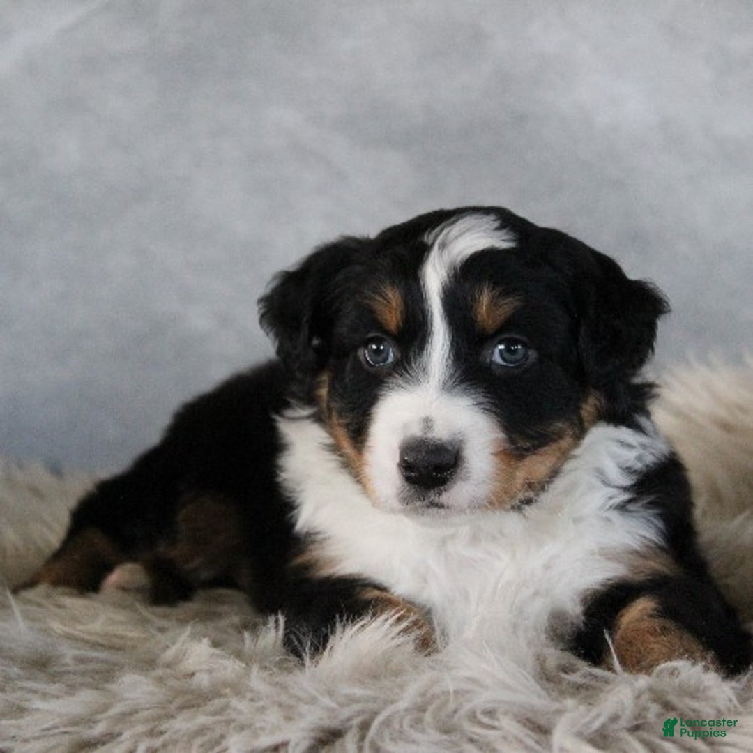 Australian Shepherd dogs for sale: Chase - Ad 4
