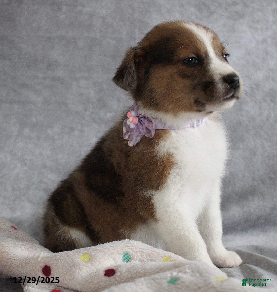 Mixed Breed dogs for sale: Avery - Ad 3