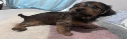Shorkie dogs for sale: Shorkie 2 - Ad 2