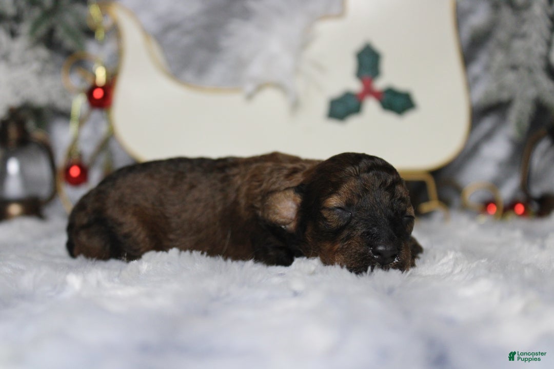 Toy Poodle dogs for sale: Sardonyx - Ad 8