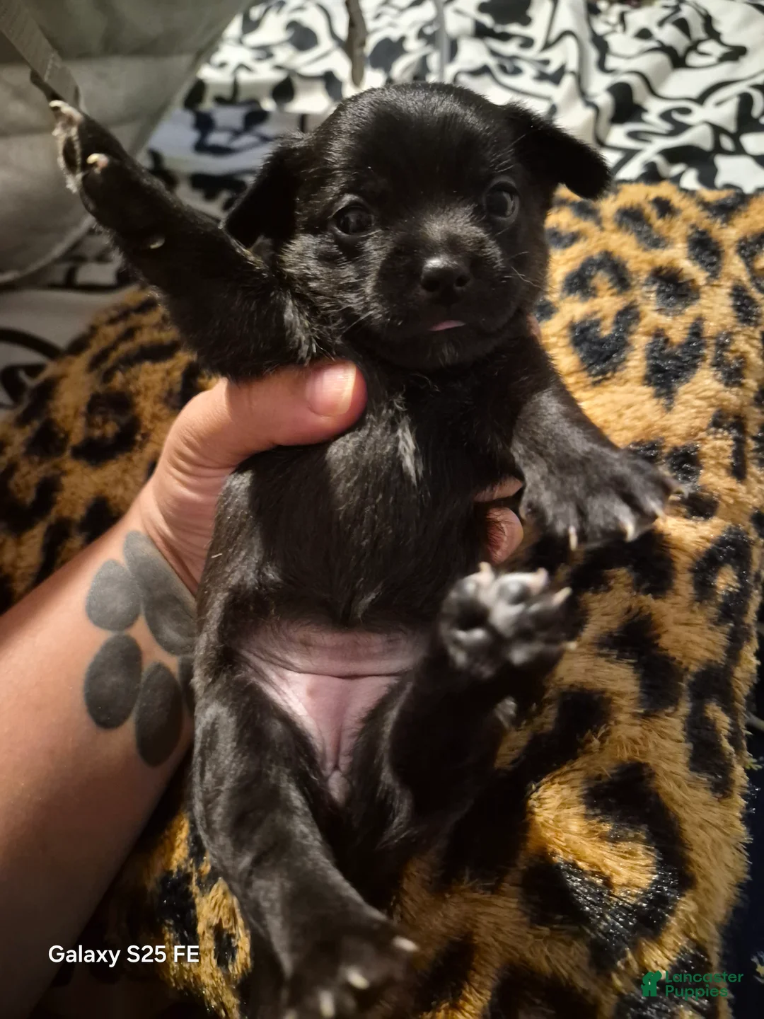 Mixed Breed dogs for sale:  Toy size Malchi - Ad 2