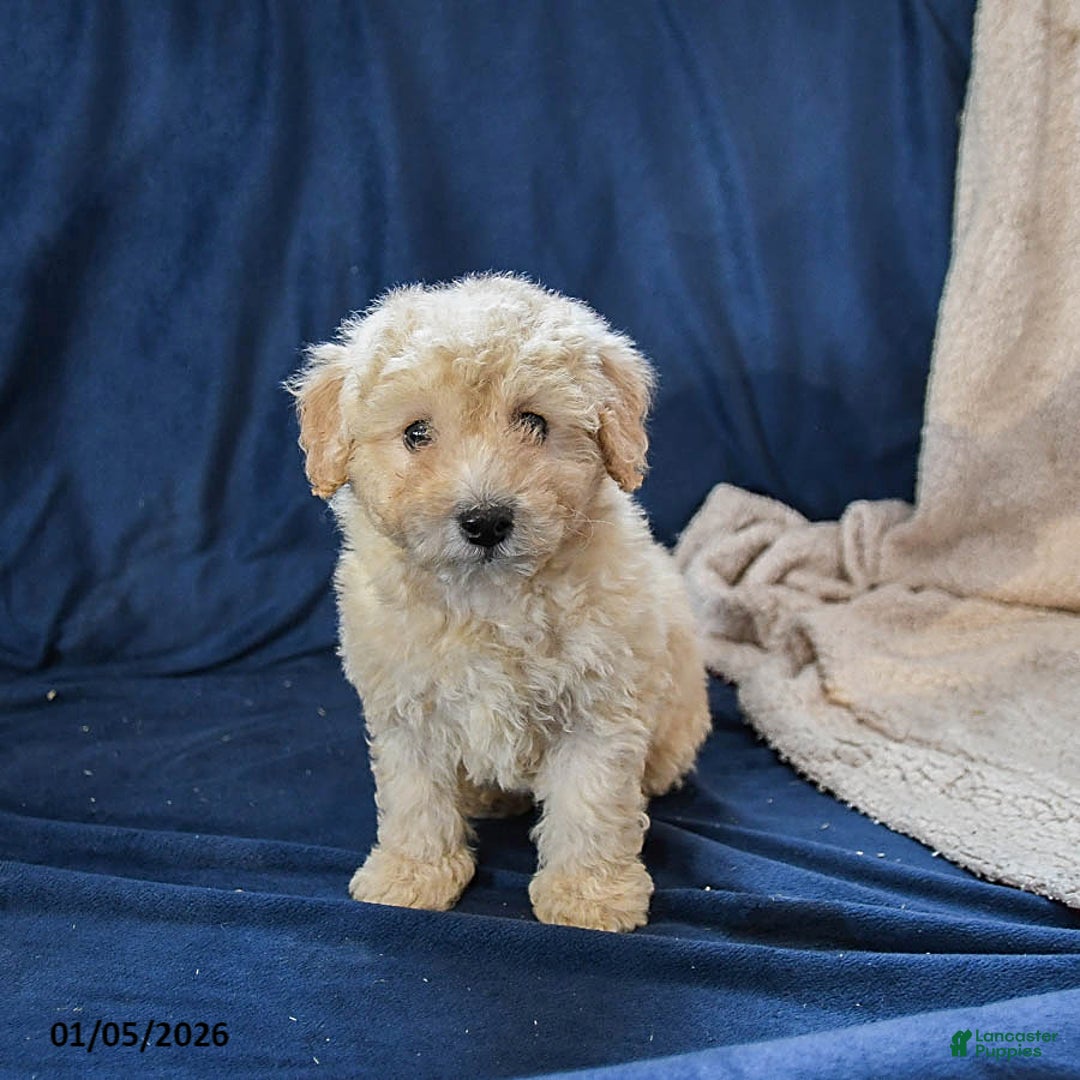 Miniature Poodle dogs for sale: Boots - Ad 1