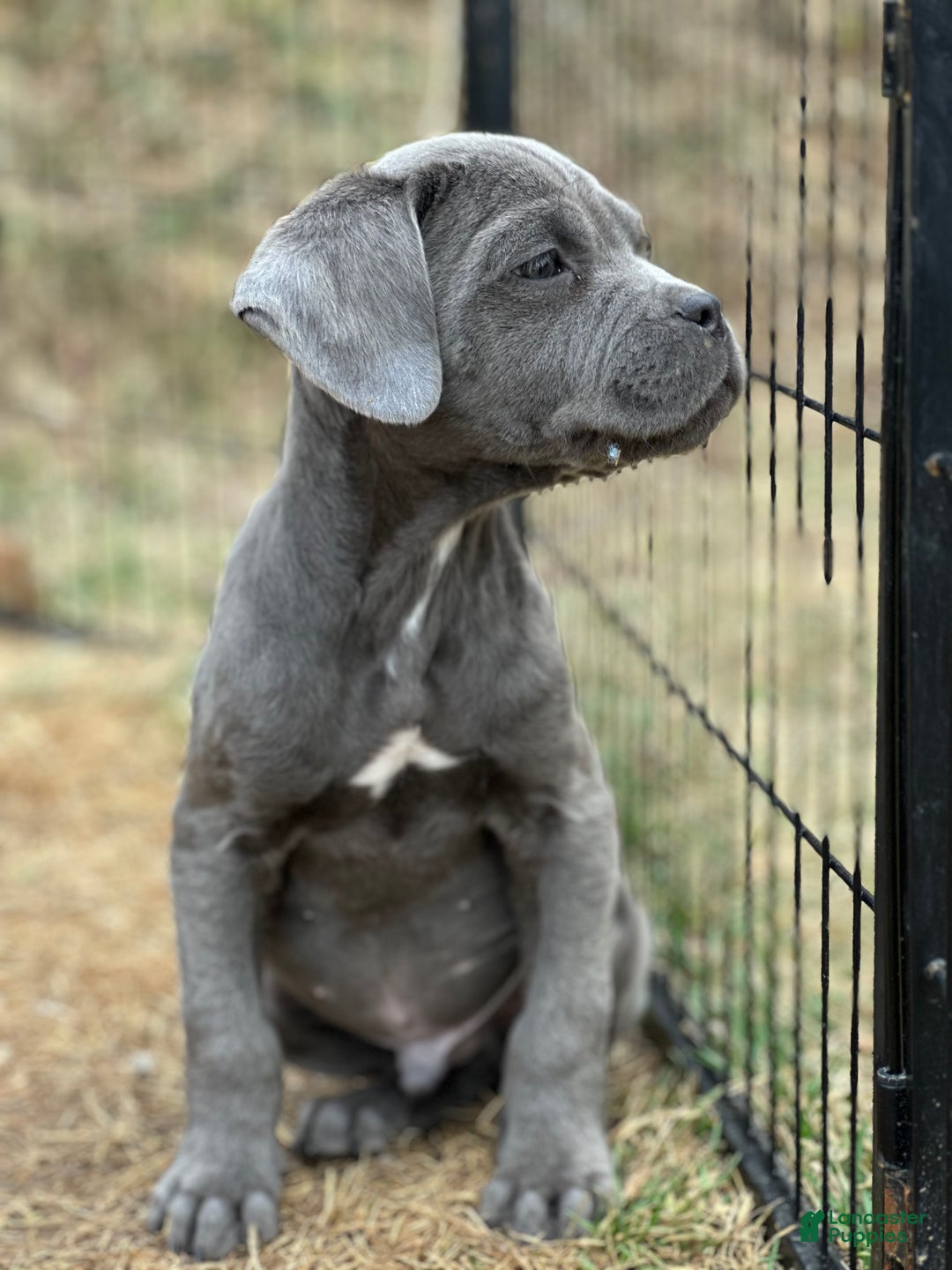 Cane Corso dogs for sale: Ash - Ad 2