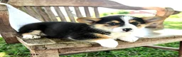 Welsh Corgi Pembroke dogs for sale: Renelle - Ad 3