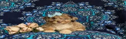 Mini Bernedoodle dogs for sale: Scarlett Hypoallergenic - Ad 5