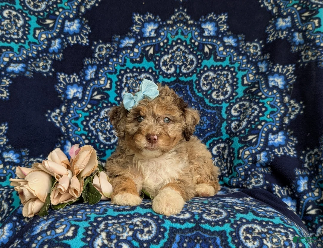 Mini Bernedoodle dogs for sale: Scarlett Hypoallergenic - Ad 5