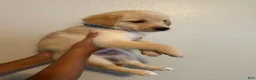Mixed Breed dogs for sale: Slinky - Ad 2