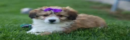 Corgipoo dogs for sale: NELLY - Ad 2