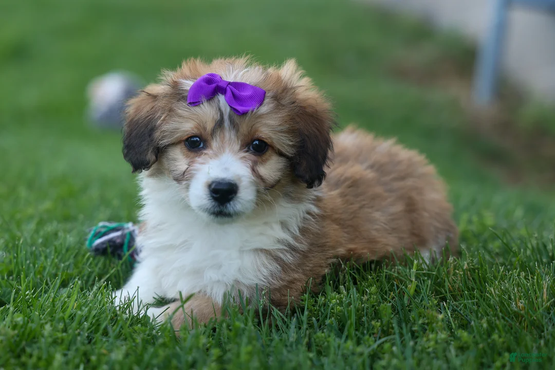 Corgipoo dogs for sale: NELLY - Ad 2