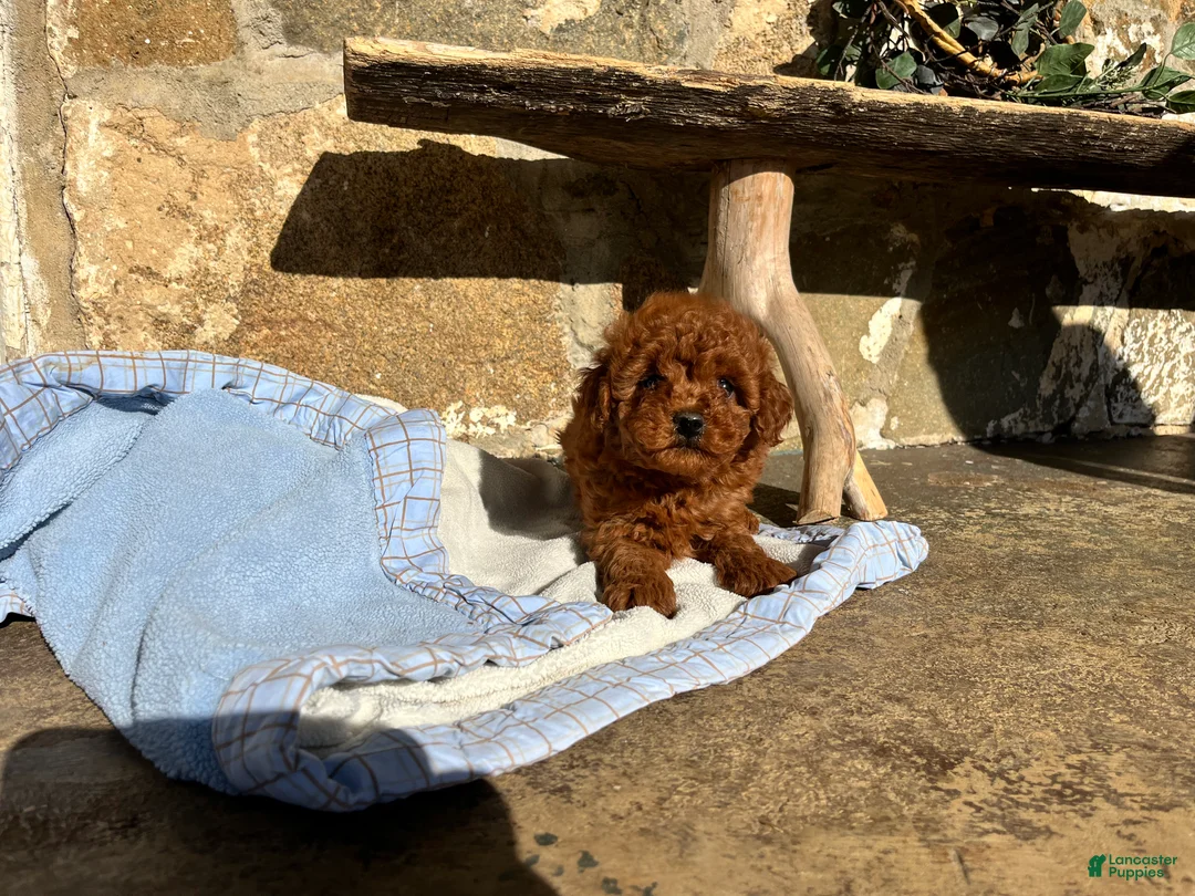 Toy Poodle dogs for sale: Little Tot❤️🐾AKC 6/7 lb❤️Call or Text 717-940-9223 - Ad 2