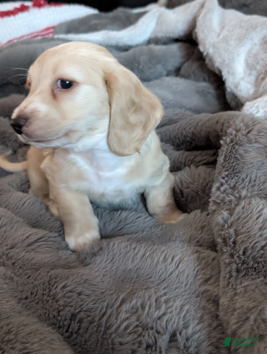 Miniature Dachshund dogs for sale: Miniature Dachshund Puppy 1 - Ad 5