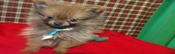 Pomeranian dogs for sale: Blitz - Ad 2