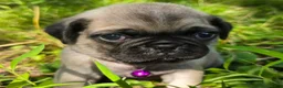 Pug dogs for sale: Manny - Ad 6