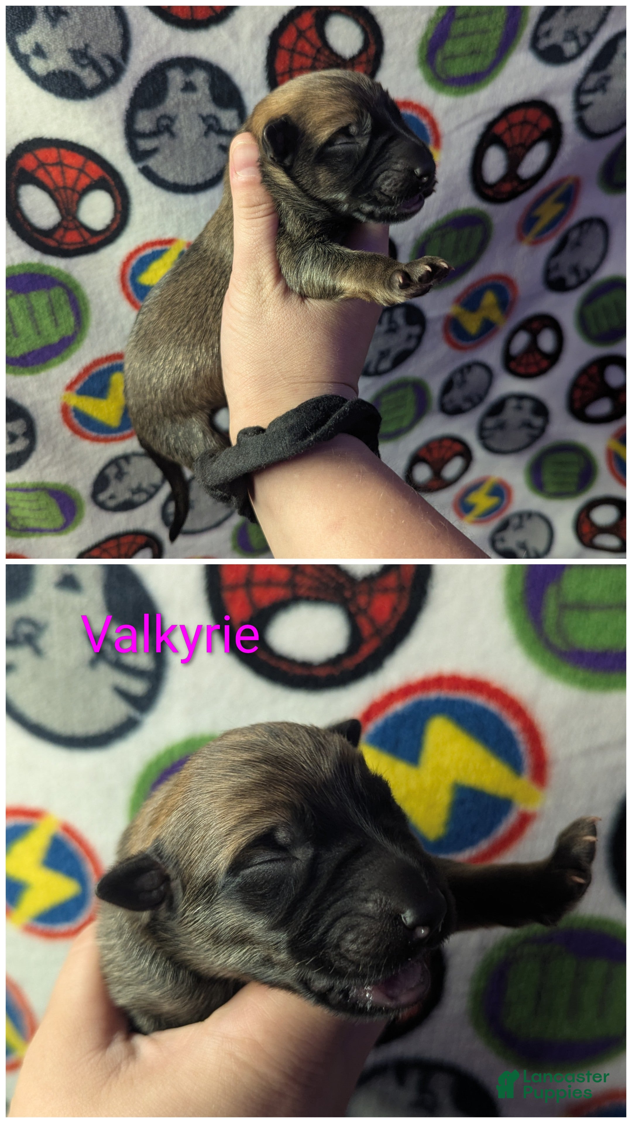 Mixed Breed dogs Valkyrie - Ad 1