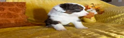 Mixed Breed dogs for sale: Mirabel - Ad 3