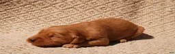 Golden Retriever dogs for sale: Daisy -AKC, Genetically Clear - Ad 89
