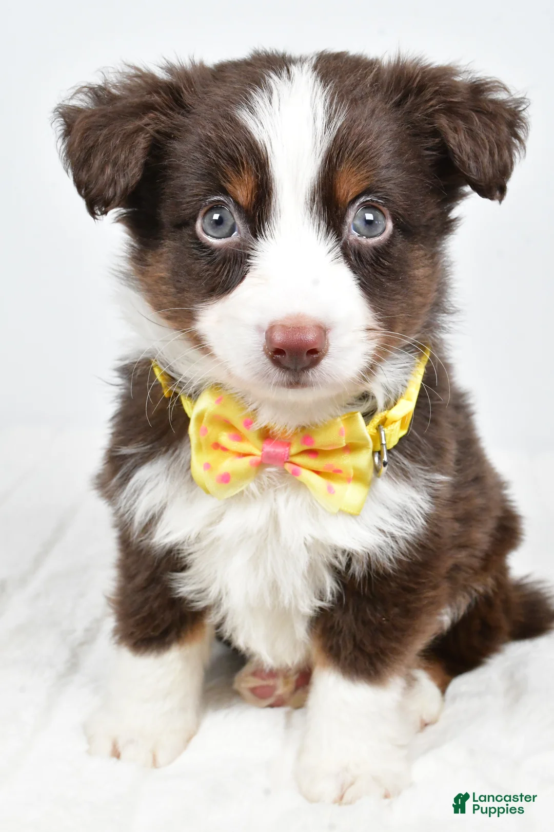 Miniature Australian Shepherd dogs for sale: Lincoln - Ad 4