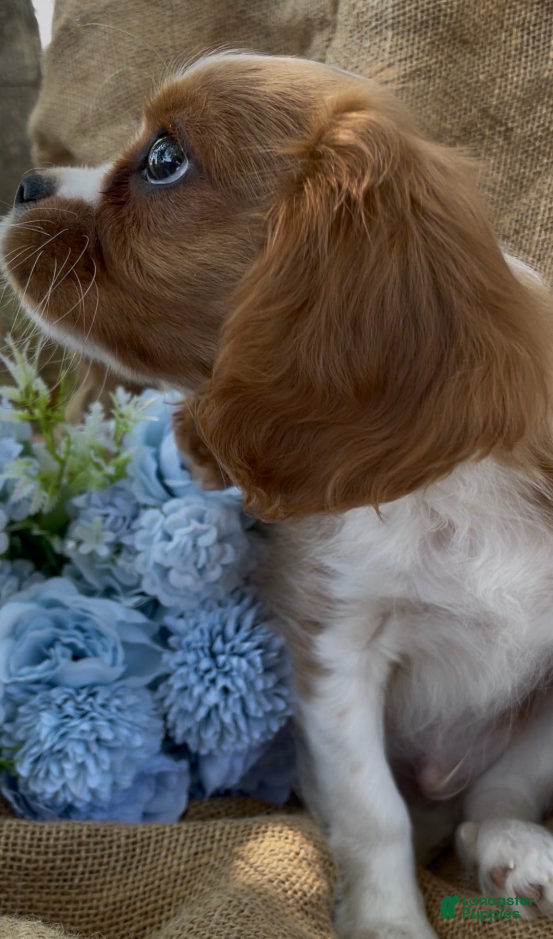 Cavalier King Charles Spaniel dogs AKC CURLY  - Ad 2