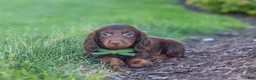 Miniature Dachshund dogs for sale: Lyn - Ad 7