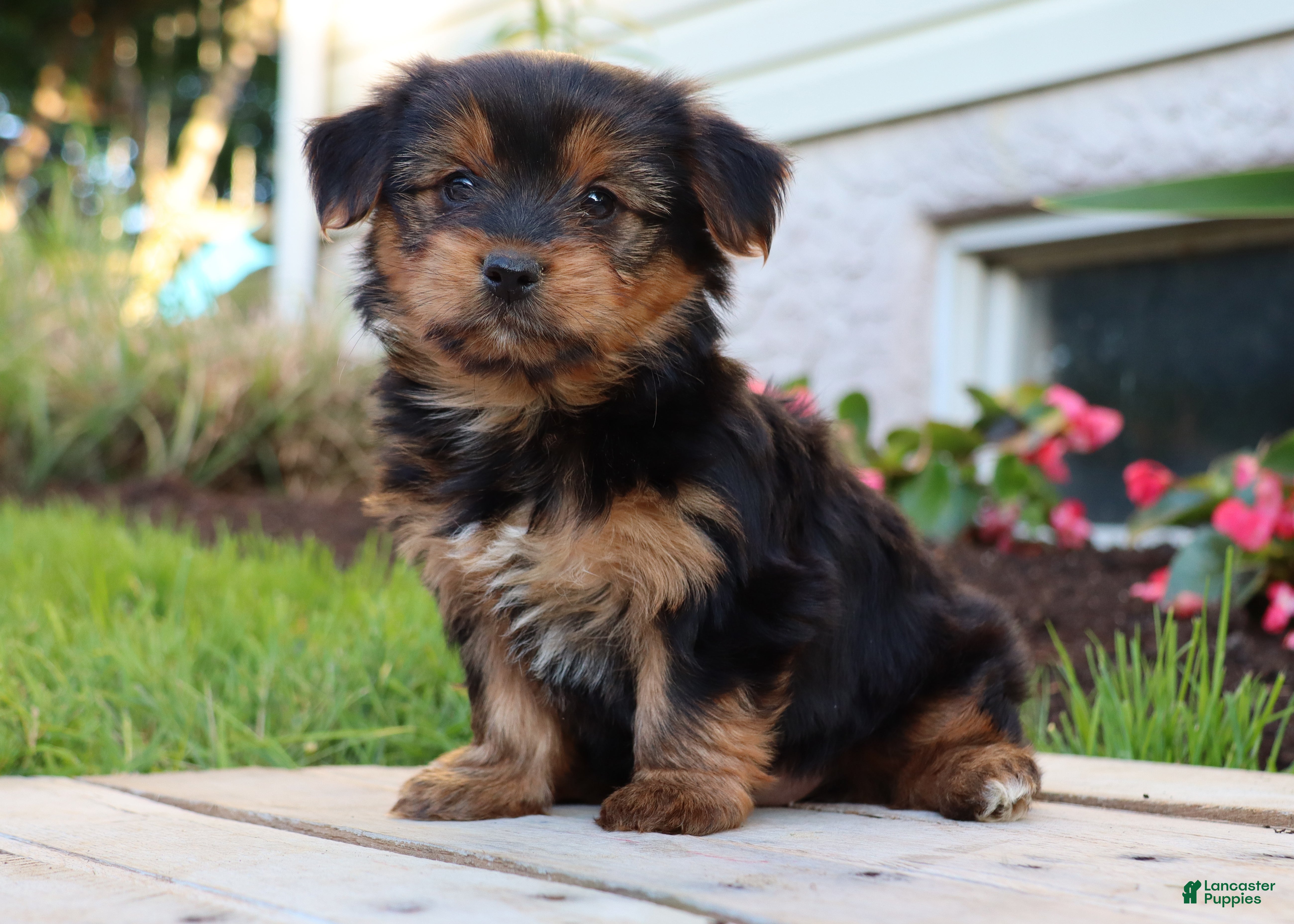 Yorkshire Terrier dogs Tia - Ad 1