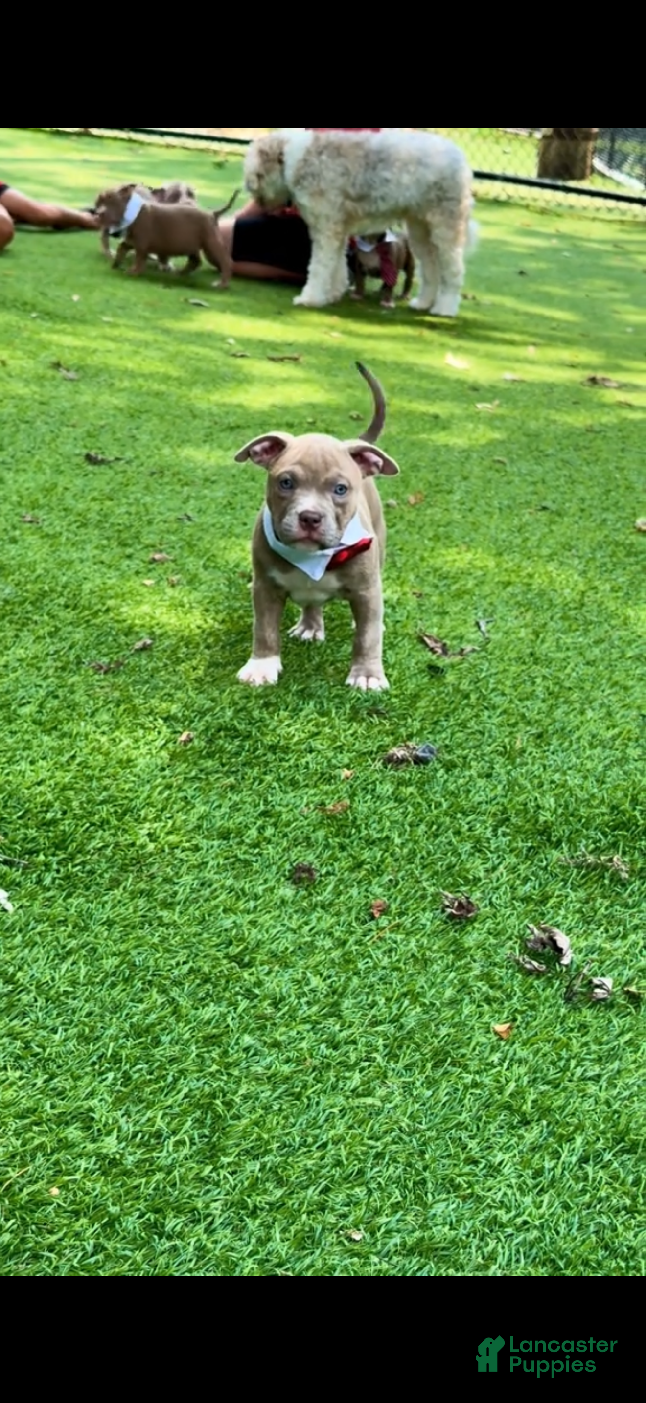 American Bully dogs American Bully 3 - Ad 34