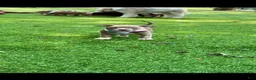 American Bully dogs for sale: American Bully 3 - Ad 1