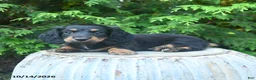 Miniature Dachshund dogs for sale: Fionna  - Ad 3