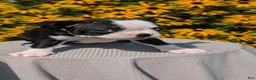 Boston Terrier dogs for sale: Trixie - Ad 5