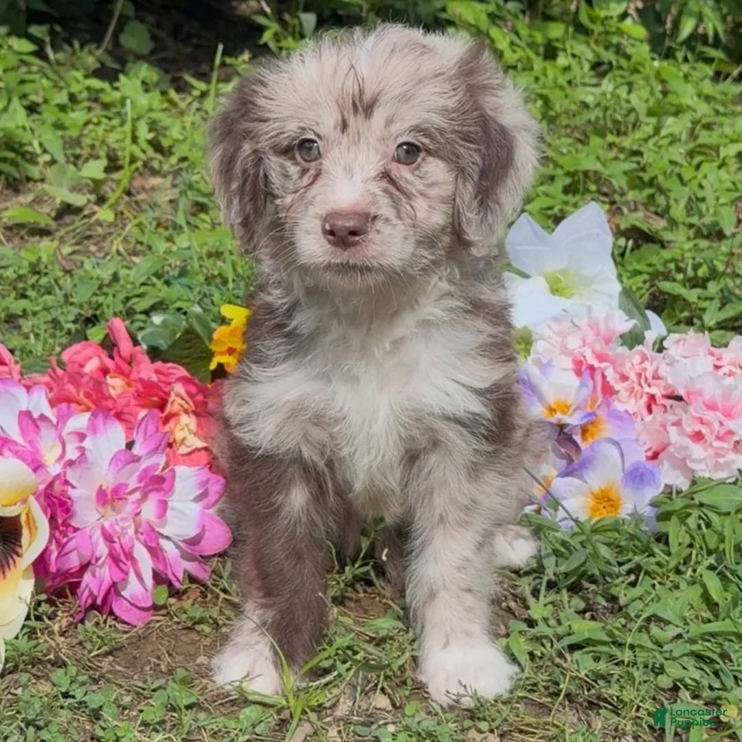 Mini Goldendoodle dogs for sale: Ariel - Ad 1
