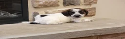 Jackapoo dogs for sale: Jethro - Ad 4