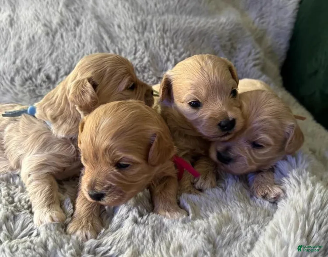 Maltipoo dogs for sale: Milo - Ad 15