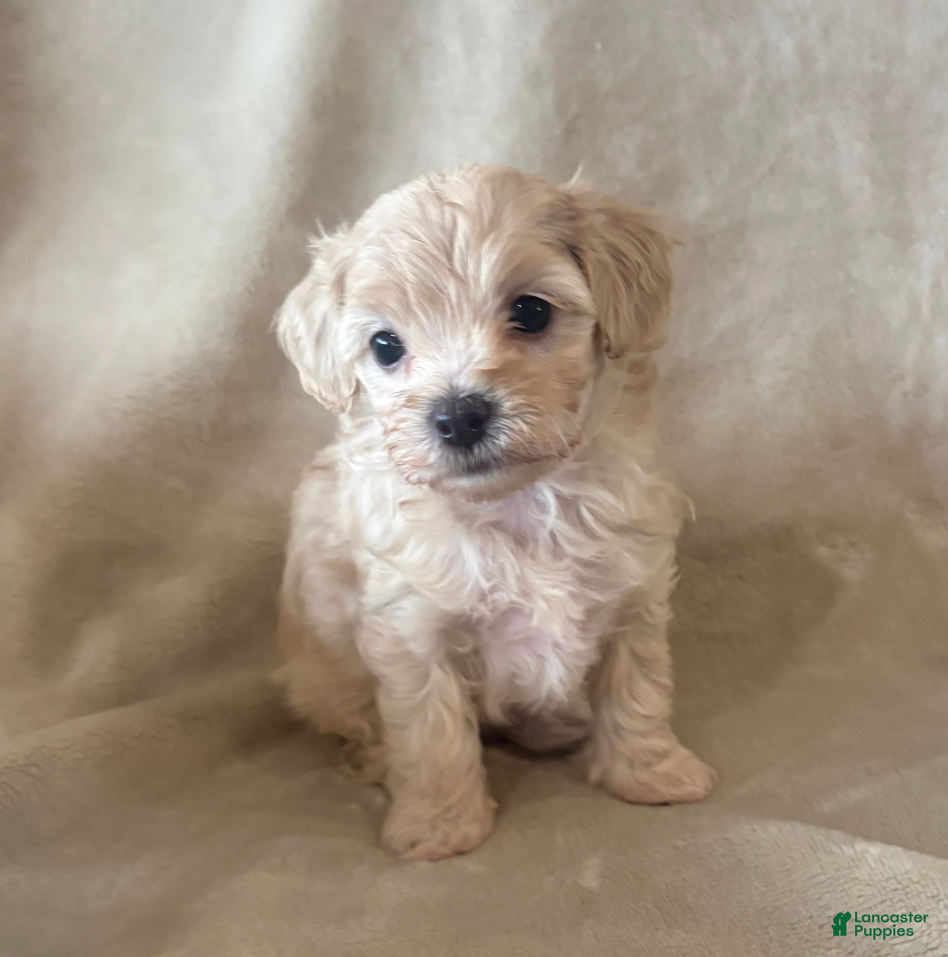 Maltipoo dogs Maple - Ad 2