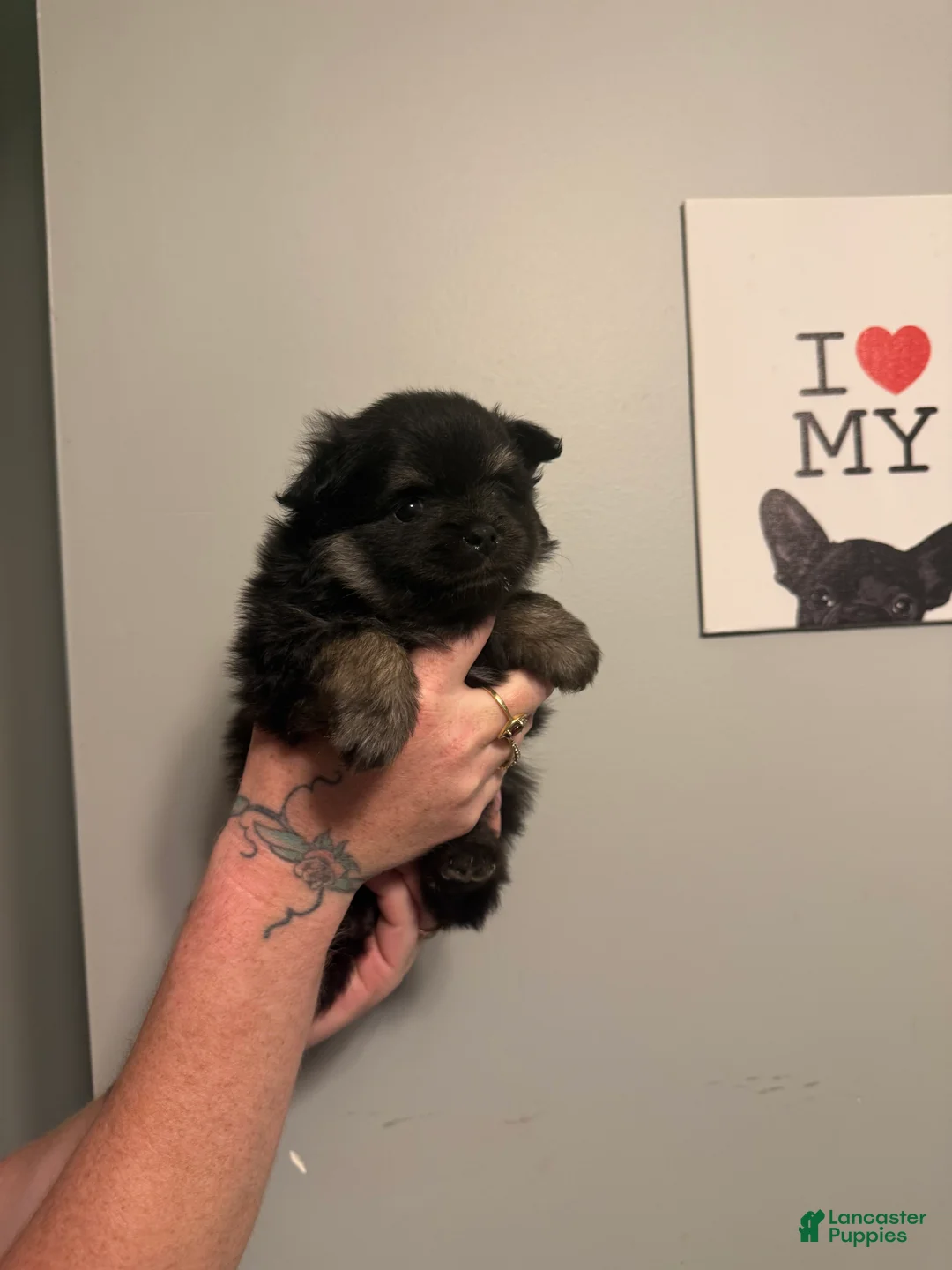 Pomeranian dogs for sale: Grizzly - Ad 2