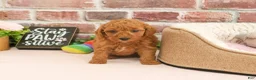 Cavapoo dogs for sale: Sugar - Ad 4