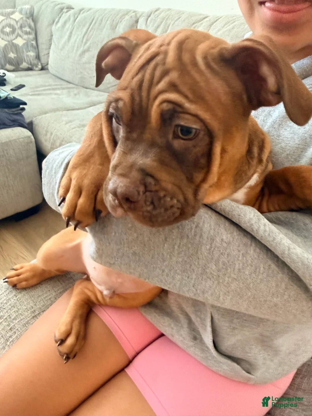 American Bully dogs for sale: Mr. Brown - Ad 2