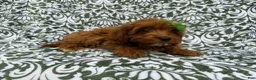 Cavapoo dogs for sale: Dolly - Ad 8